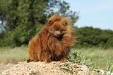 SPITZ ALLEMAND 427